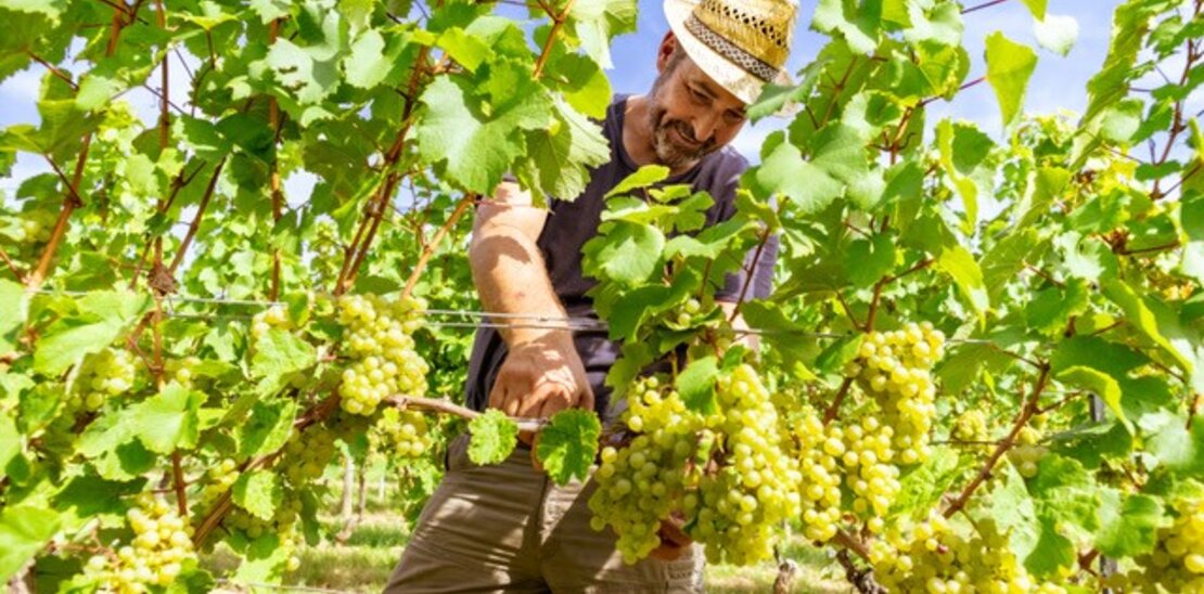 Weingut Kisselbach
